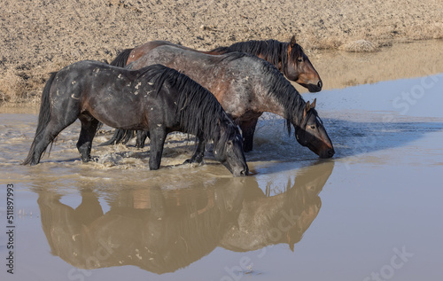 Wild Horses Drinking at Desert Waterhole in Utah in Spring