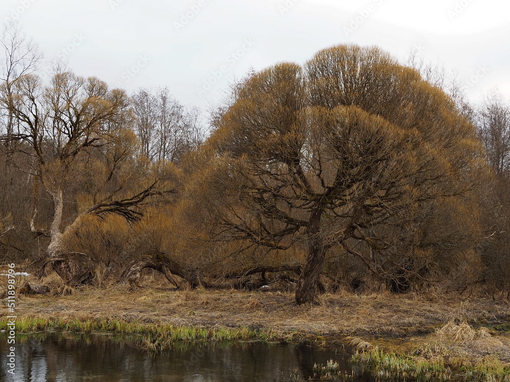 Rural landscape. Old willows on the banks of the river in the park of the Roerich Estate Museum. Izvara, Russia. Rural landscape. Old willows on the banks of the river in the park of the Roerich Estate Museum. Izvara, Russia.