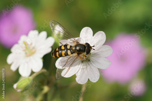 Closeup on a common spotted, field syrph, Eupeodes luniger, sitting on a whote cranebill flower, GEranium pyrenaicum