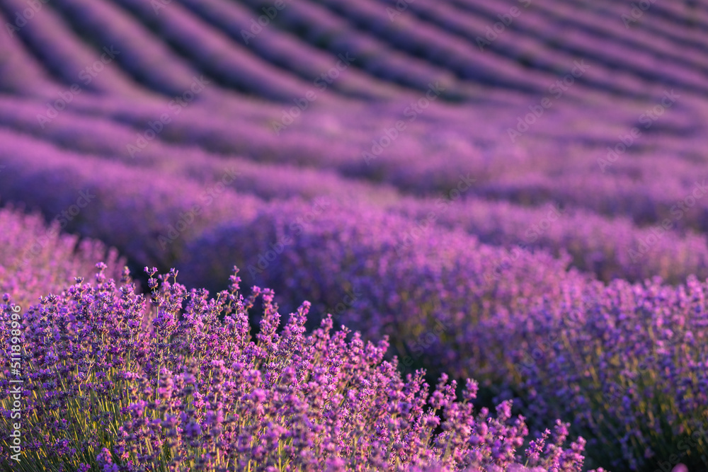 Obraz premium Lavender field at sunset. Rows of blooming lavende to the horizon. Provence region of France.