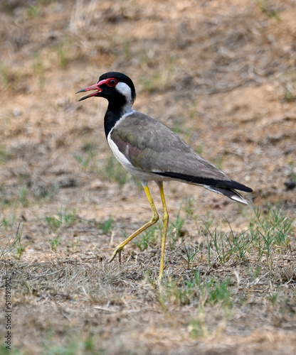 black crowned crane
