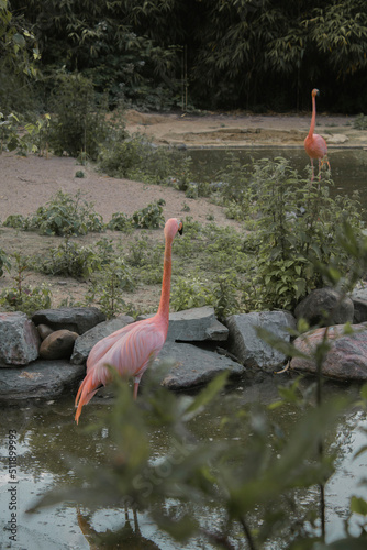 pink flamingo in the water