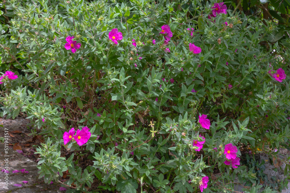 Fototapeta premium Bright pink flowers of the grey leaved cistus or Cistus Albidus