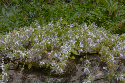 Trailing white star flowers of the bellflower Campanula poscharskyana photo