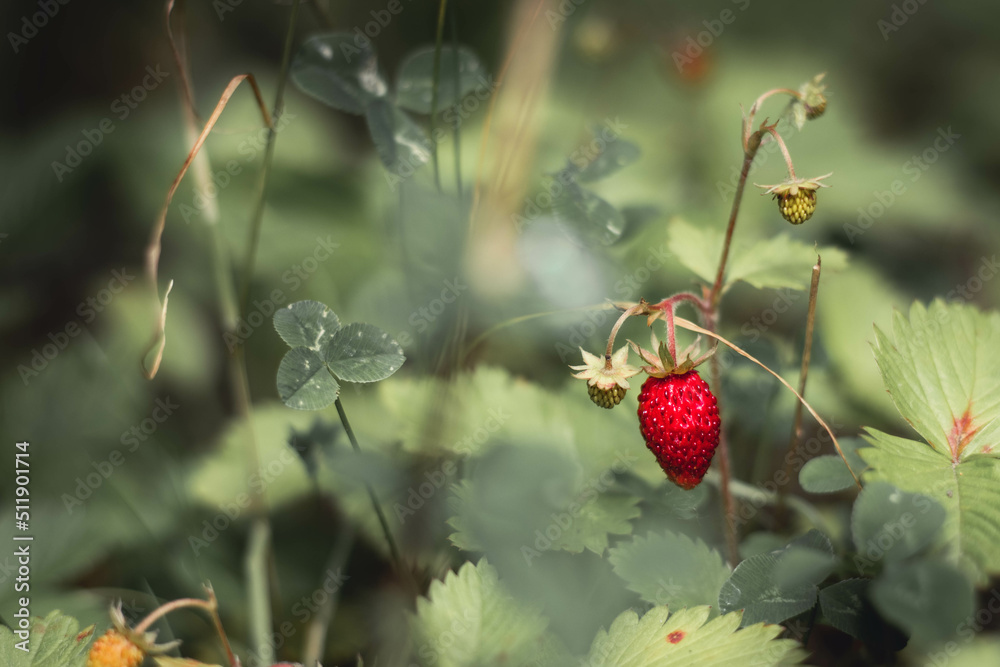 Wild strawberry among leaves, flowers and clover. Wild strawberry among leaves, flowers and clover.