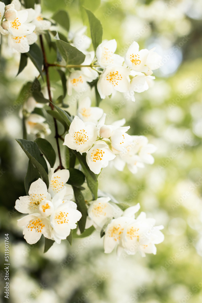 Obraz premium Blooming white jasmine.