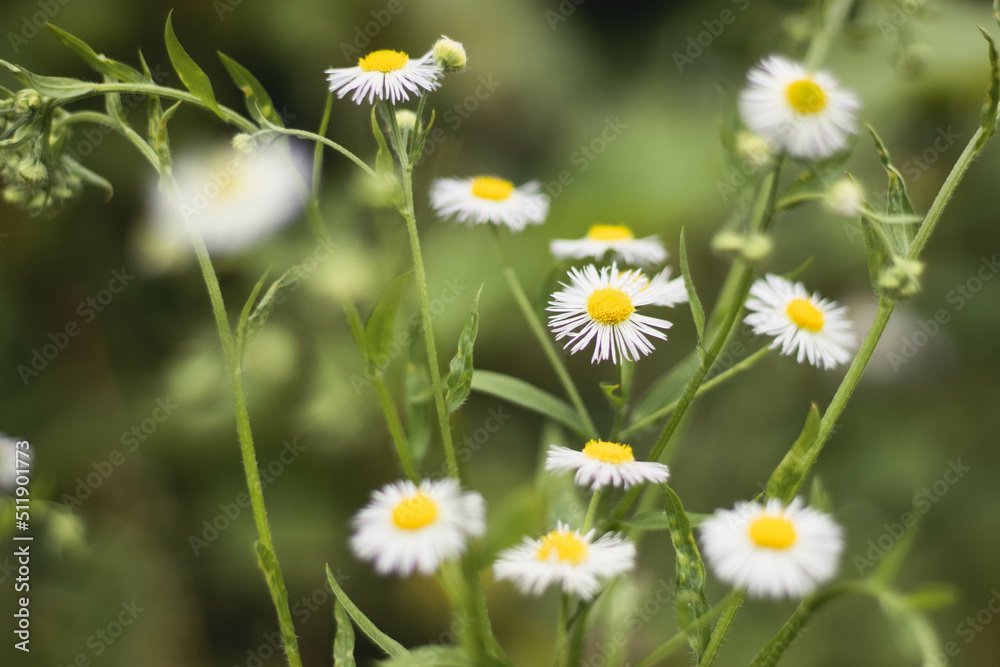 Daisies in the grass.