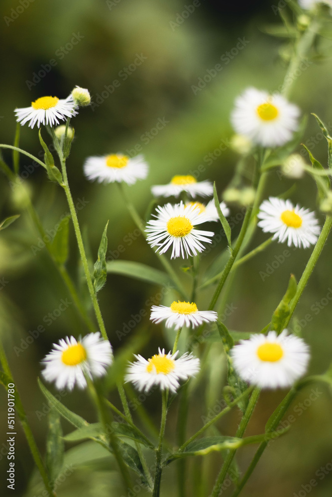 Fototapeta premium White flowers on the green background.