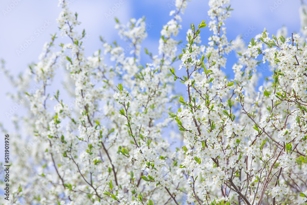 cherry and pear branch with white flowers and leaves on a blue sky background