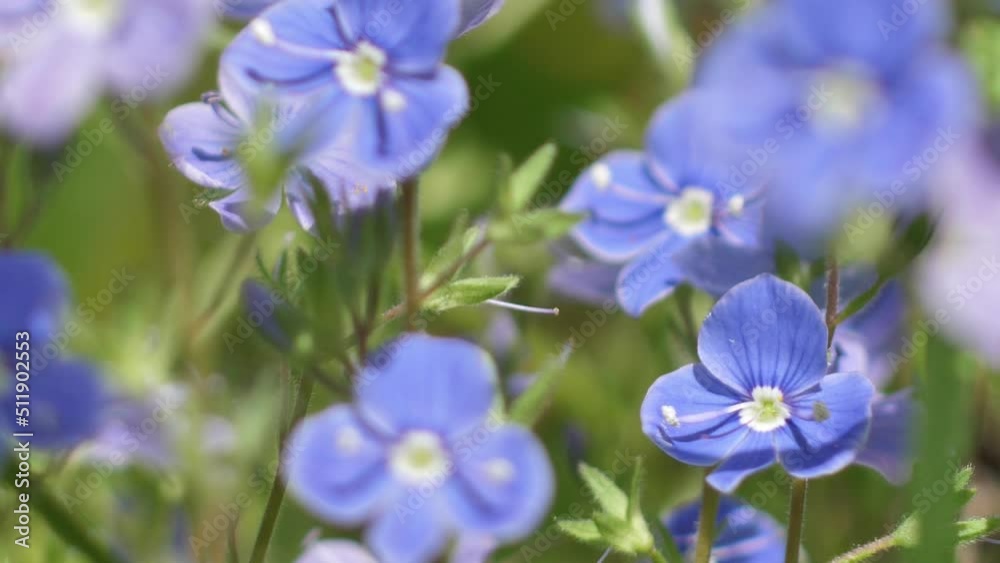 Meadows of blue cornflowers at sunset. Solstice crown flowers. Blue summer flowers in the pasture. Meadows of blue cornflowers at sunset. Solstice crown flowers. Blue summer flowers in the pasture.