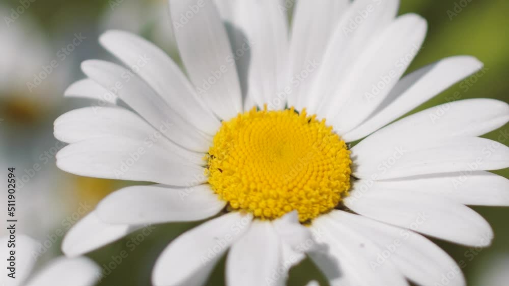 Daisies in the meadow at sunset. Solstice crown flowers. White summer flowers in the pasture. Daisies in the meadow at sunset. Solstice crown flowers. White summer flowers in the pasture.
