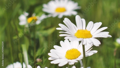 Daisies in the meadow at sunset. Solstice crown flowers. White summer flowers in the pasture.