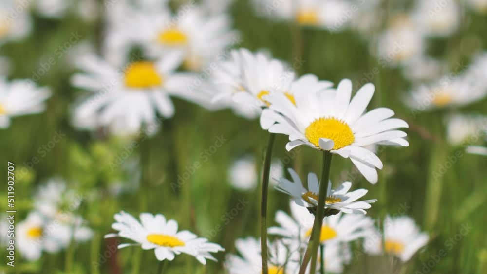 Daisies in the meadow at sunset. Solstice crown flowers. White summer flowers in the pasture. Daisies in the meadow at sunset. Solstice crown flowers. White summer flowers in the pasture.