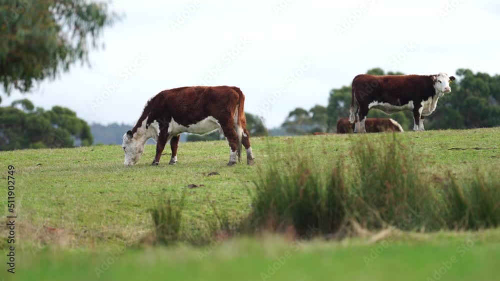 regenerative agriculture on a farm in australia, growing soil microbes
regenerative agriculture on a farm in australia, growing soil microbes
