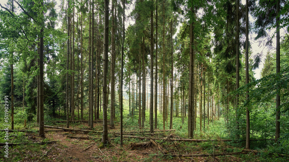 Obraz premium Mountain coniferous forest. Hiking trail in the Carpathian mountains