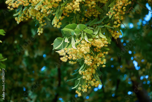 Flowering linden. Fragrant inflorescences with medicinal properties