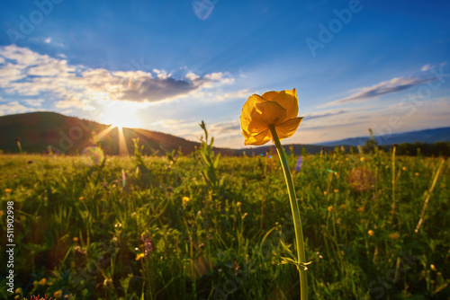 Trollius europaeus in a mountain meadow at sunset