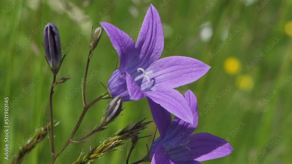 Meadow blue bells at sunset. Solstice crown flowers. White summer flowers in the pasture.
Meadow blue bells at sunset. Solstice crown flowers. White summer flowers in the pasture.