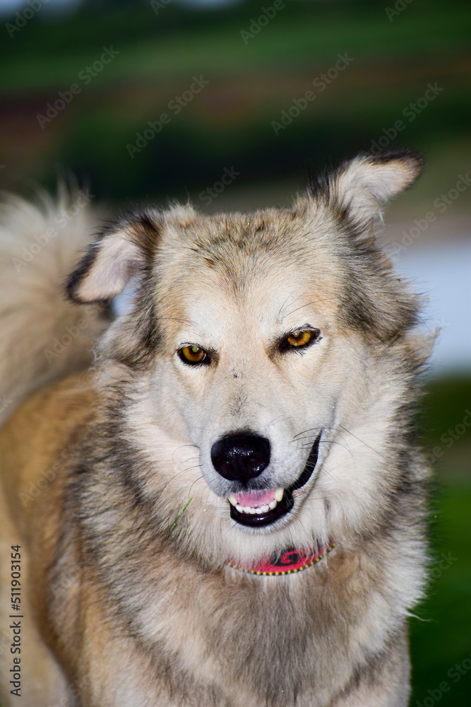 Brown mixed beautiful dogs and green background. Brown mixed beautiful dogs and green background.