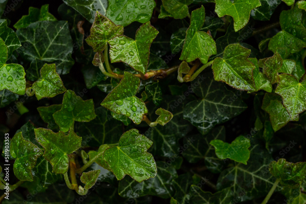 ivy leaves after rain ivy leaves after rain