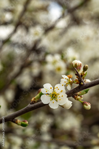 blooming tree