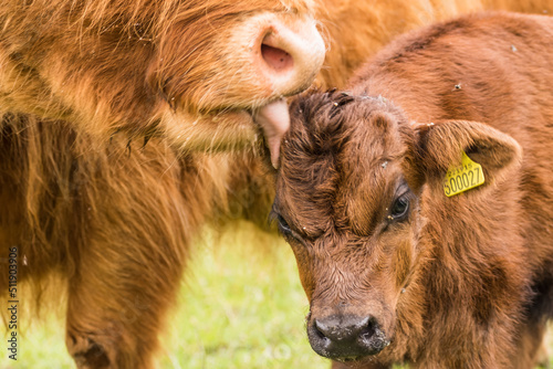 calf cow
