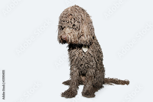 Portrait dirty poodle dog on a mod puddle.. Isolated on white background