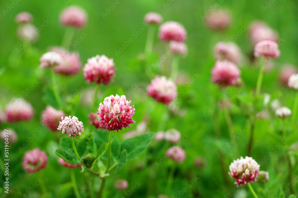 Сlover flowers on summer field in green grass Сlover flowers on summer field in green grass