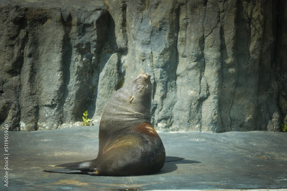 Fototapeta premium Sealion is out of his swimming pool in zoo. This is his habitat.