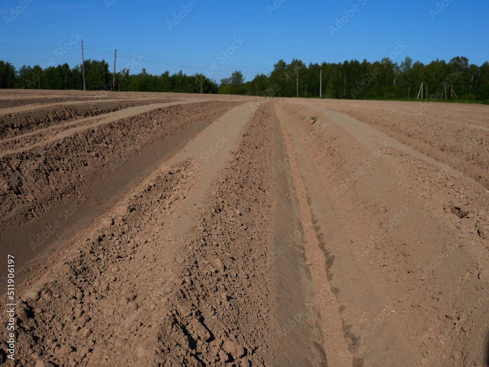Agricultural landscape, arable crop field. Arable land is the land