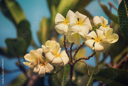 White plumaria flowers photo