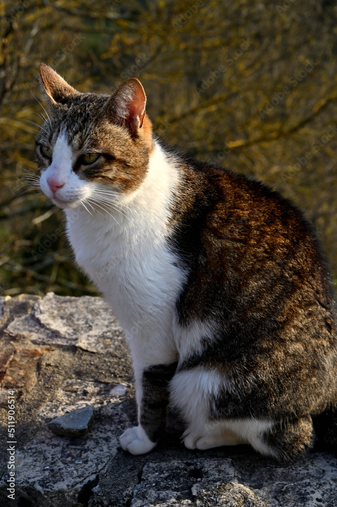bi color cat sitting on a wall bi color cat sitting on a wall