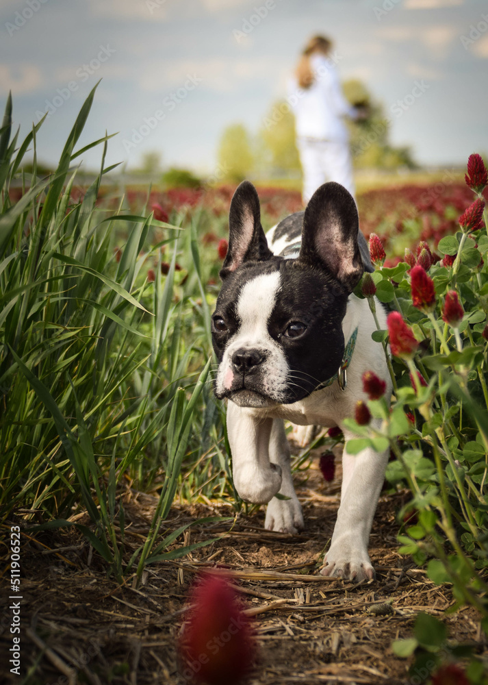 French buldog is standing in crimson clover. He has so funny face he is smilling French buldog is standing in crimson clover. He has so funny face he is smilling