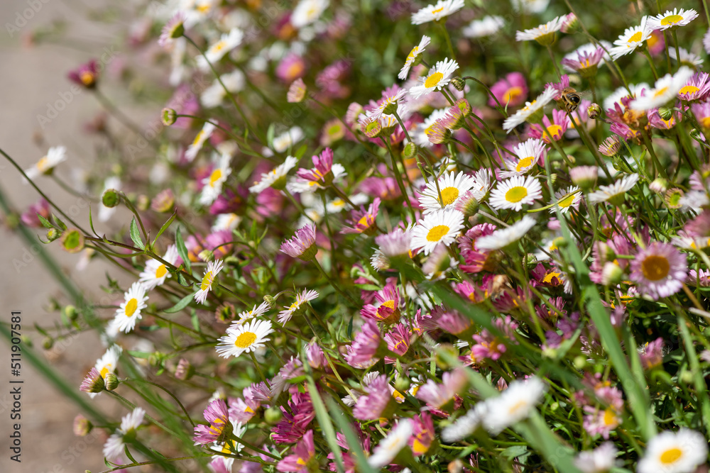 Close up of Mexican fleabane (erigeron karvinskianus) flowers in bloom Close up of Mexican fleabane (erigeron karvinskianus) flowers in bloom