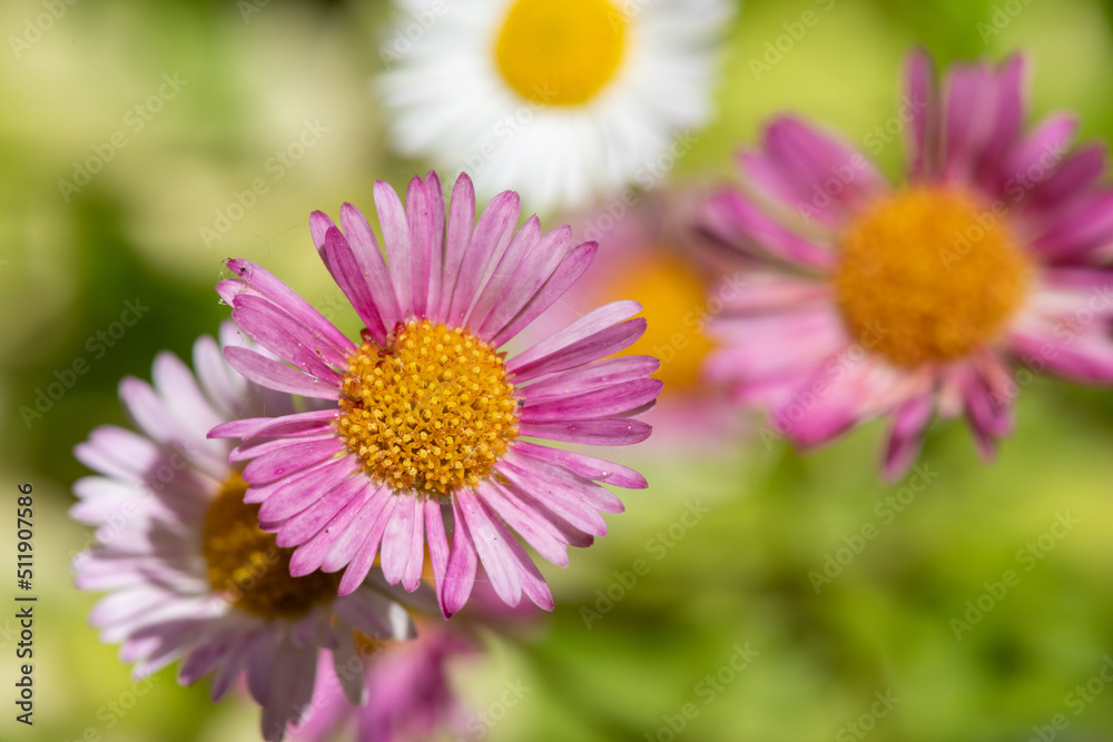 Macro shot of Mexican fleabane (erigeron karvinskianus) flowers in bloom Macro shot of Mexican fleabane (erigeron karvinskianus) flowers in bloom