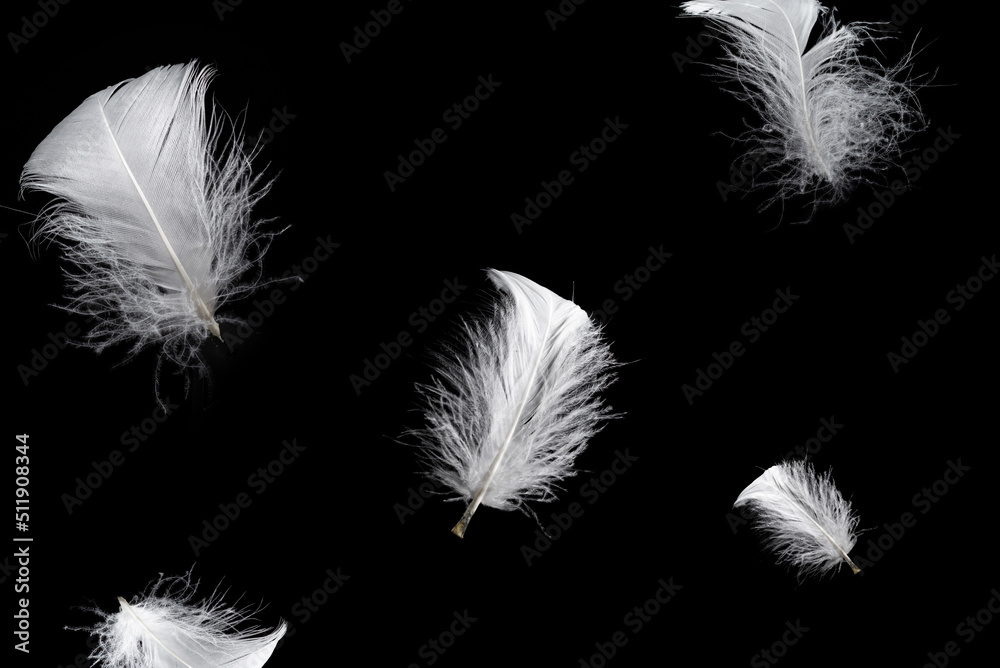Obraz premium White feather isolated on a black background.