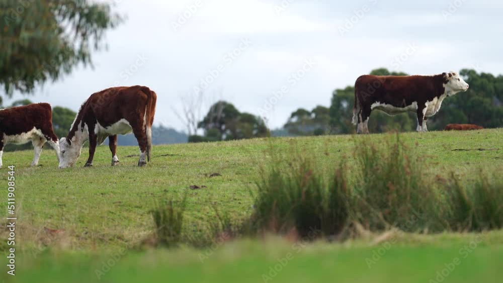 Regenerative agriculture cows in the field, grazing on grass and pasture in Australia, on a farming ranch. Cattle eating hay and silage. breeds include speckle park, Murray grey, angus, wagyu, dairy.
Regenerative agriculture cows in the field, grazing on grass and pasture in Australia, on a farming ranch. Cattle eating hay and silage. breeds include speckle park, Murray grey, angus, wagyu, dairy.