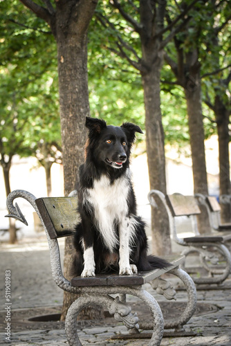 Border collie is sitting on bench. Dog is in city center in Prague.