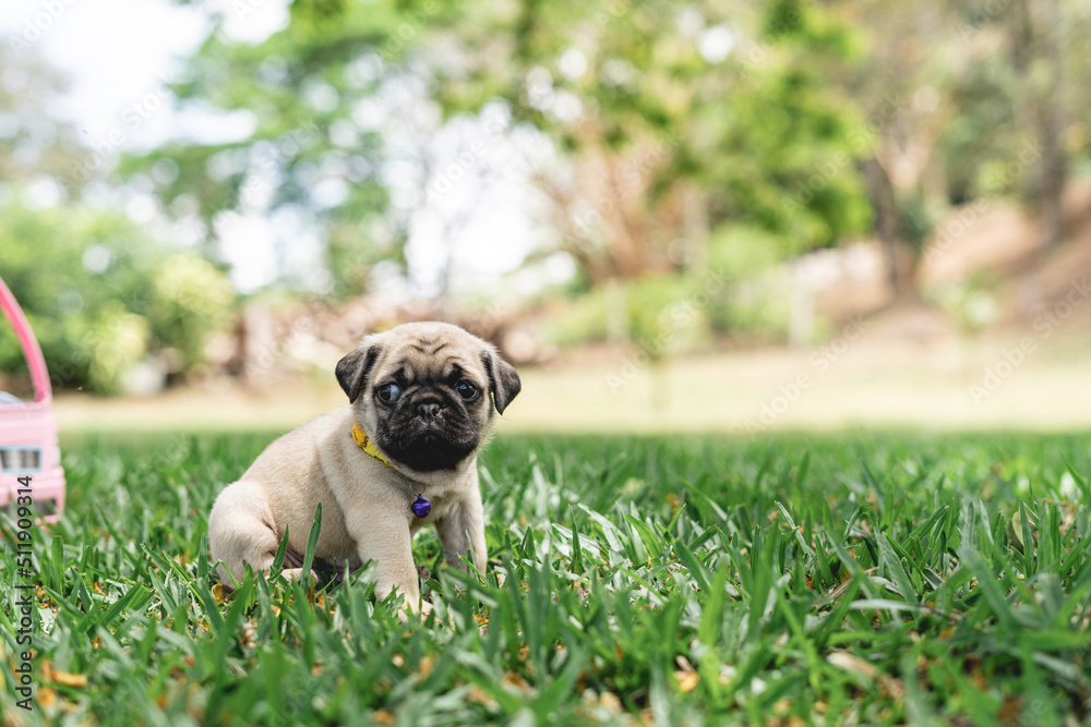 Image of a small breed canine puppy sitting outdoors on the grass on a sunny day.