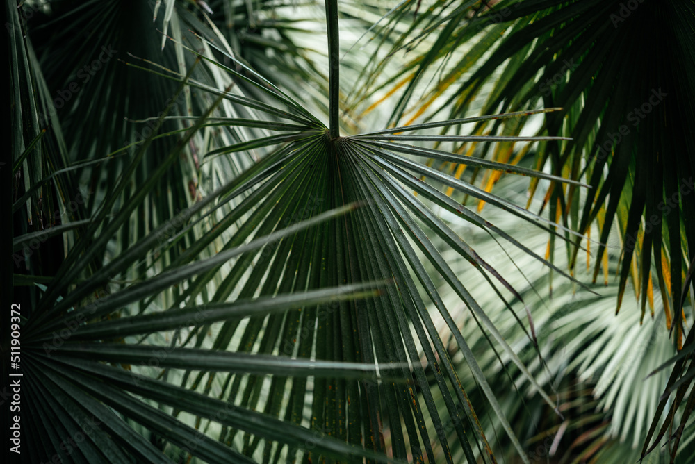 Palm leaves dark green background, summer tropical background Palm leaves dark green background, summer tropical background