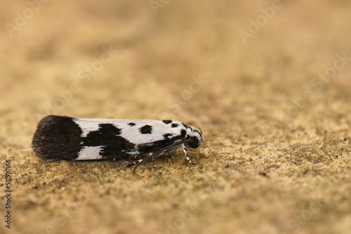 Closeup on the colorful Ethmia quadrillella , Comfrey Ermel moth, sitting on wood in the garden © Henk
