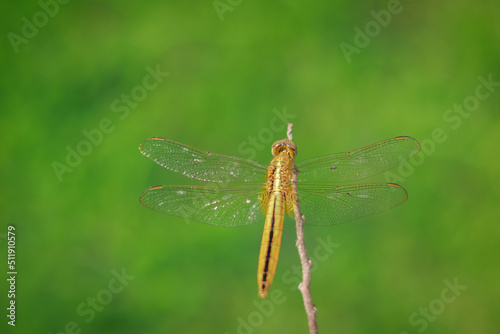 Yellow dragonfly perched on stick