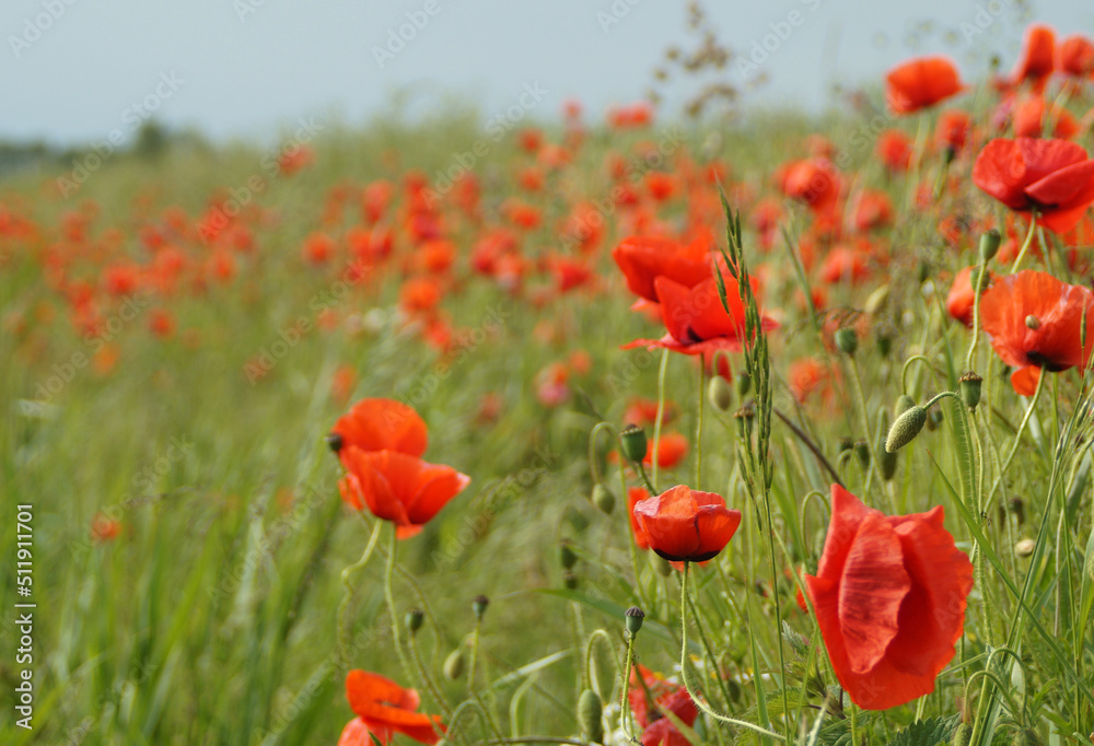 Fototapeta premium The wind made the poppies (papaver rhoeas) and grass moving. The photo is taken in East Frisia, Germany. Lots of farmers plant poppies at the rim of their fields to attract bees.