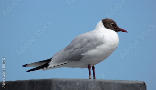 The black-headed gull (Chroicocephalus ridibundus) is a small gull that breeds in Europe and in eastern Canada. 