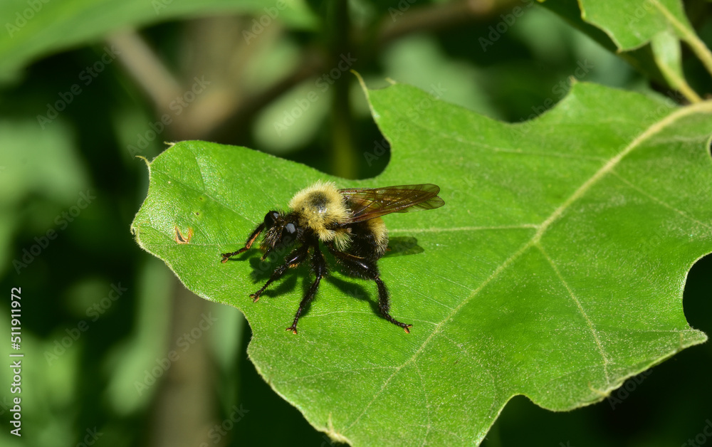 Emaciated bumblebee sits in the sun on the leaf of an oak tree in spring in southern Michigan Emaciated bumblebee sits in the sun on the leaf of an oak tree in spring in southern Michigan