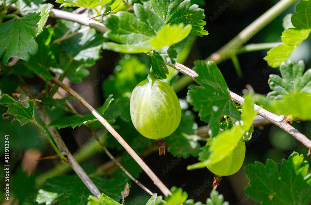 Close up of gooseberry in garden.