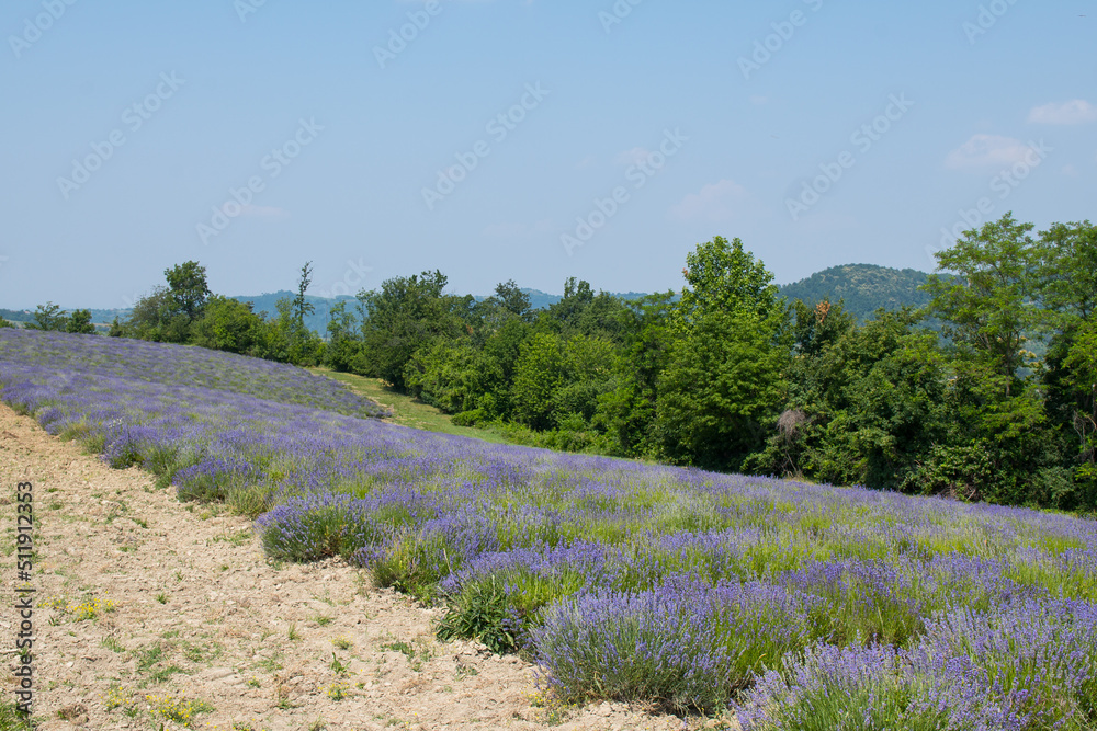 Fototapeta premium Lavanda di Sale San Giovanni