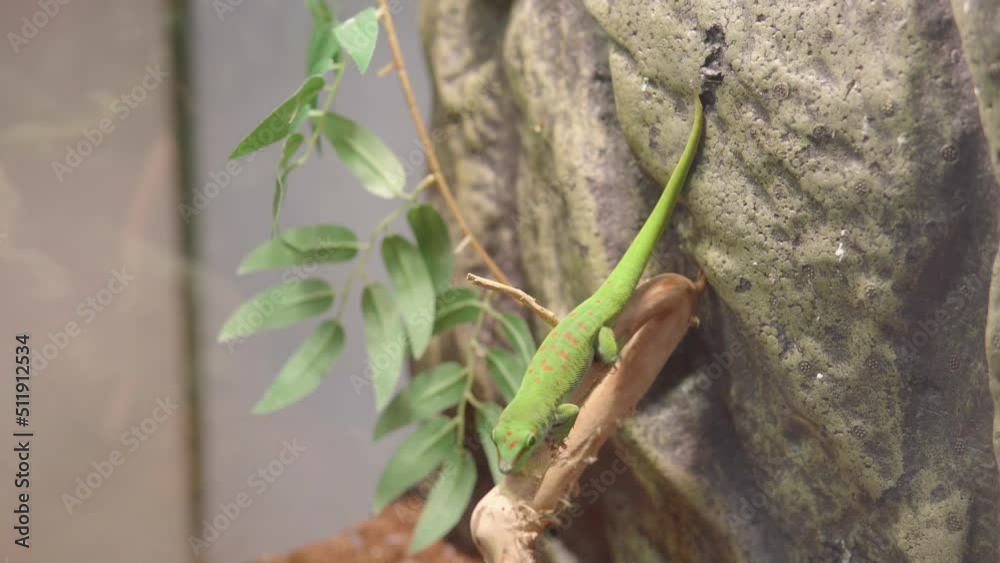 Phelsuma madagascariensis in zoo park. Madagascar Gecko close up shot. Phelsuma madagascariensis in zoo park. Madagascar Gecko close up shot.