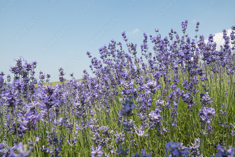 Naklejka premium Lavanda di Sale San Giovanni