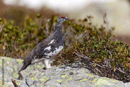 Lagopède alpin (Lagopus mutus)  mâle au printemps dans une lande de rhododendrons. Alpes. France